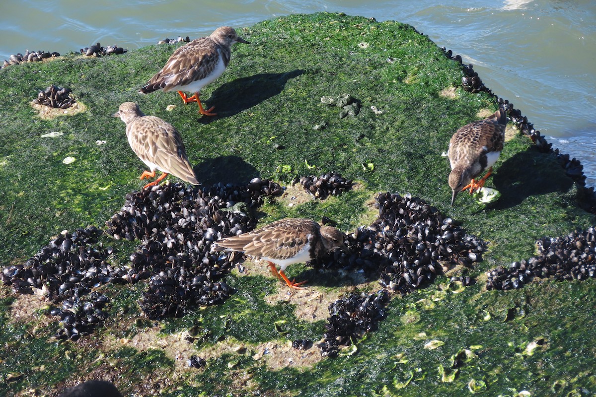 Ruddy Turnstone - ML646330976