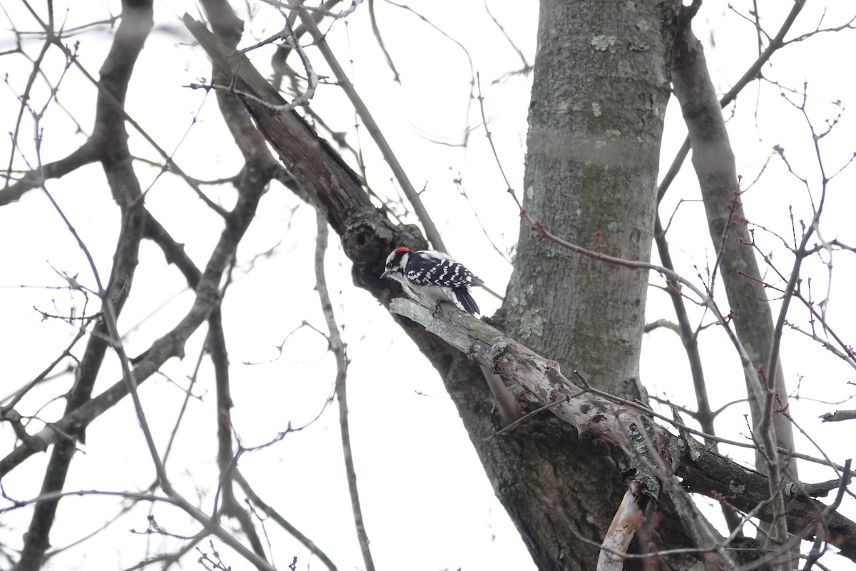 Downy Woodpecker - ML646330979
