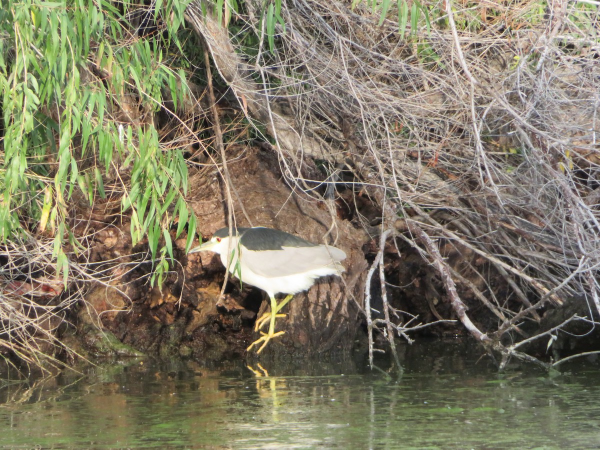 Black-crowned Night Heron - ML646330982
