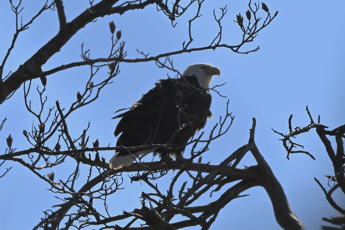 orel bělohlavý - ML646330983