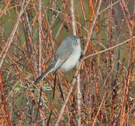 leskot modrošedý - ML646330985