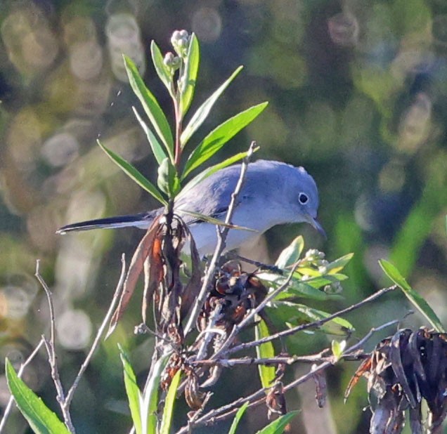 leskot modrošedý - ML646330989