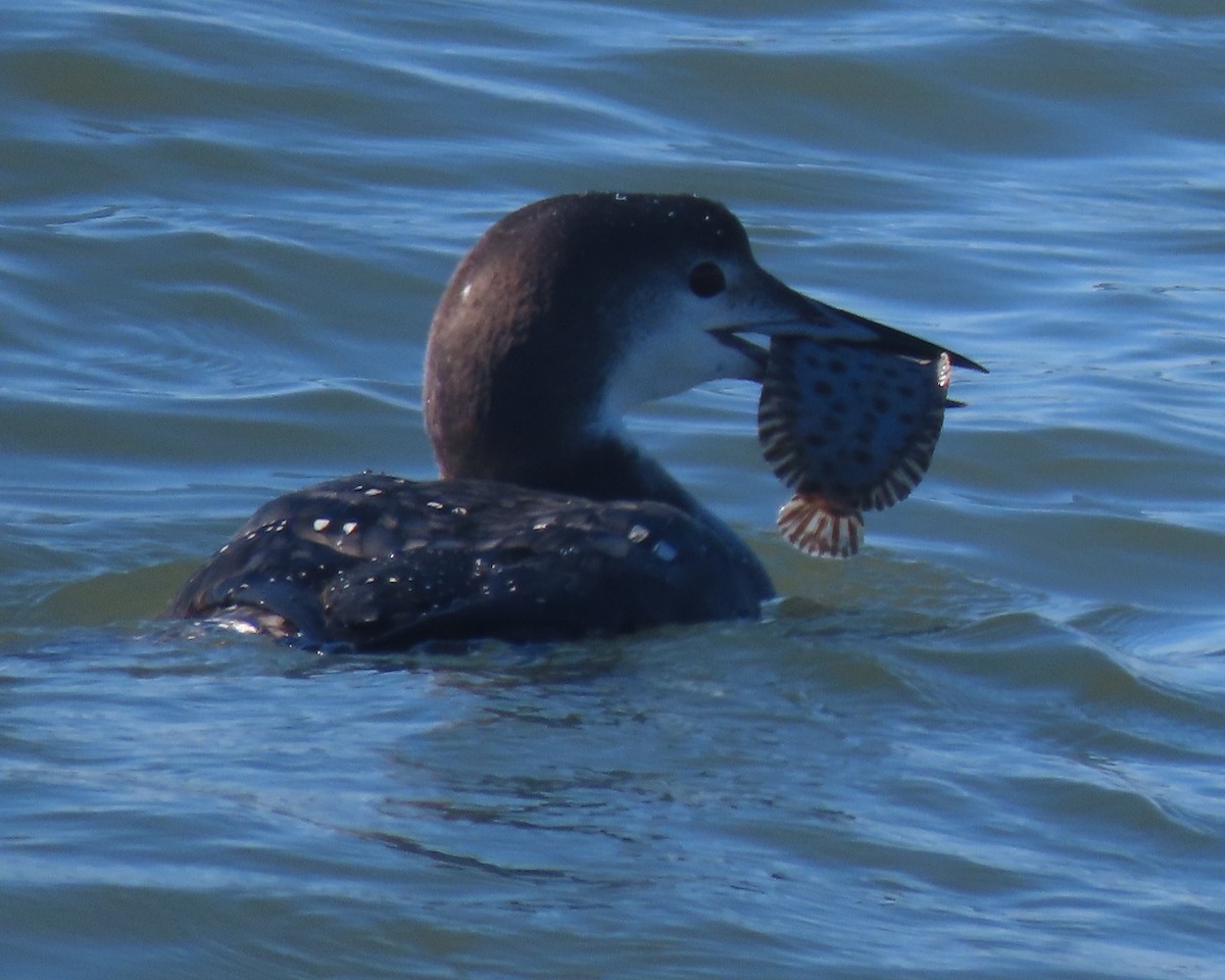 Common Loon - ML646330991