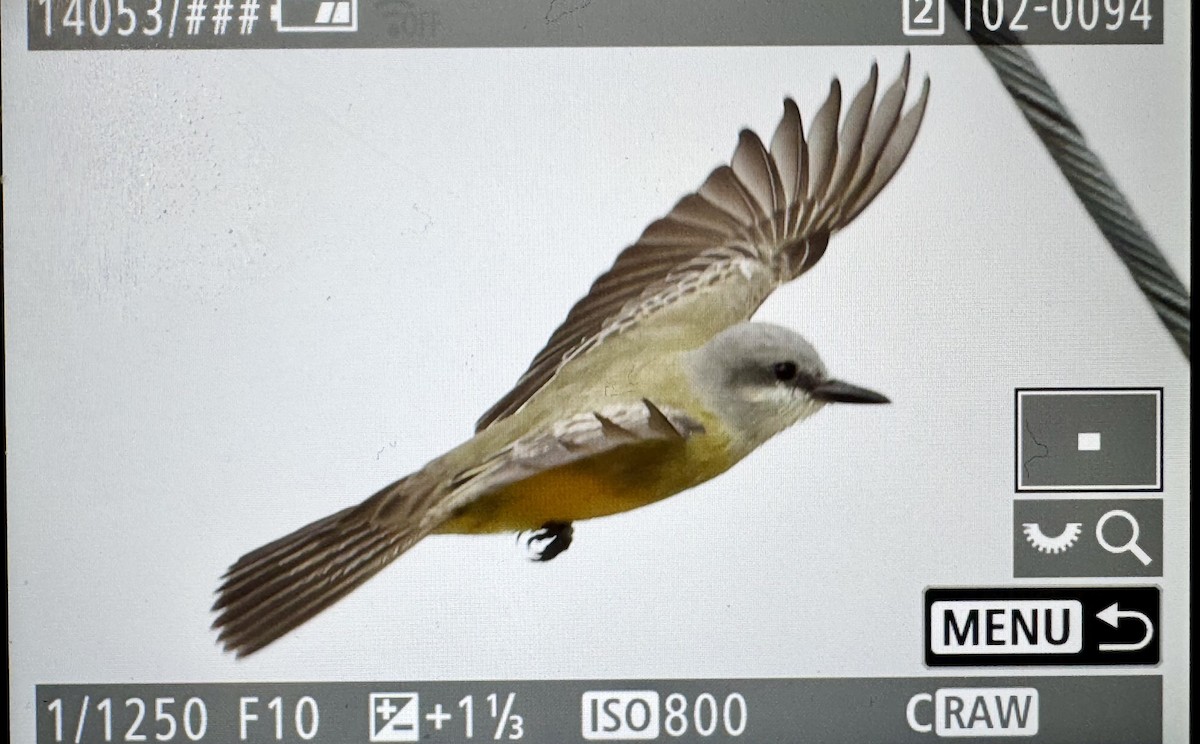 Tropical Kingbird - ML646330992