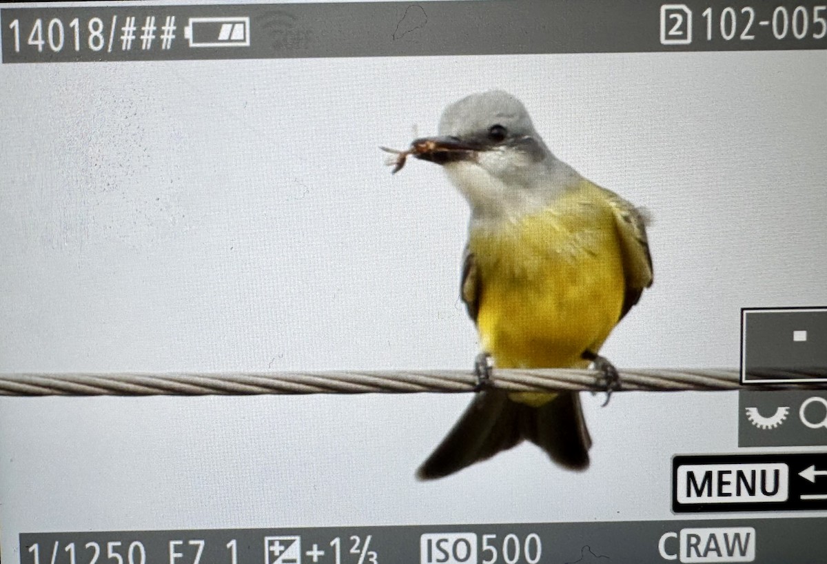 Tropical Kingbird - ML646330993
