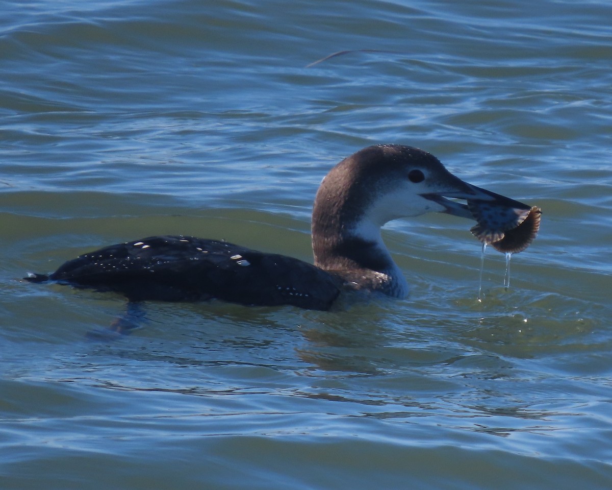 Common Loon - ML646330994