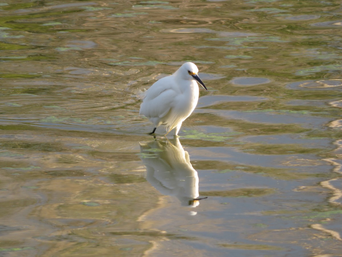 Snowy Egret - ML646330995