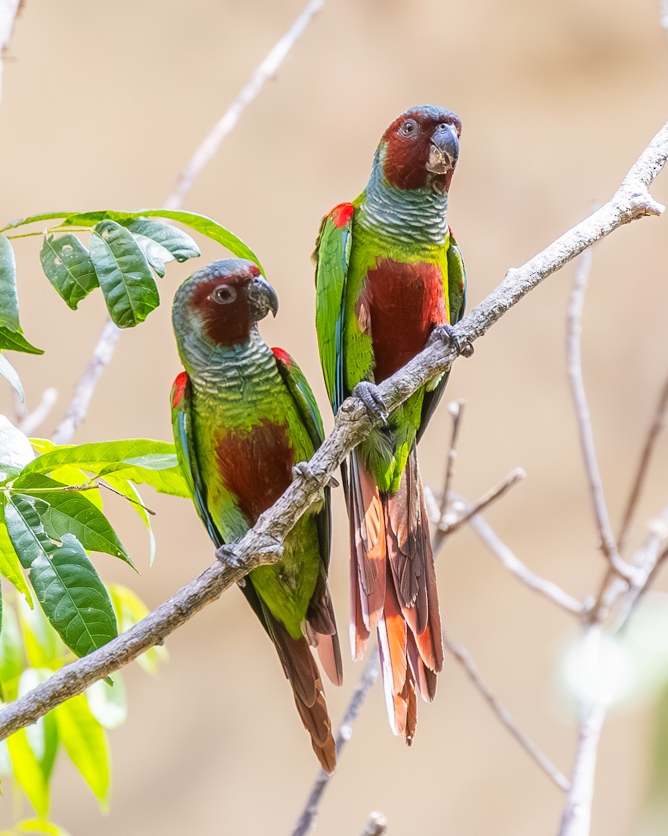 Pfrimer's Parakeet - ML646330999