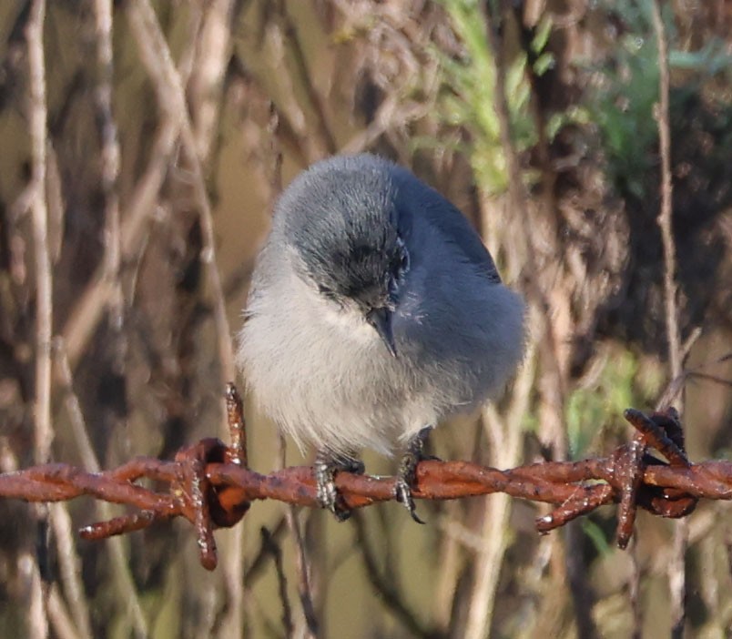 leskot kalifornský - ML646331005