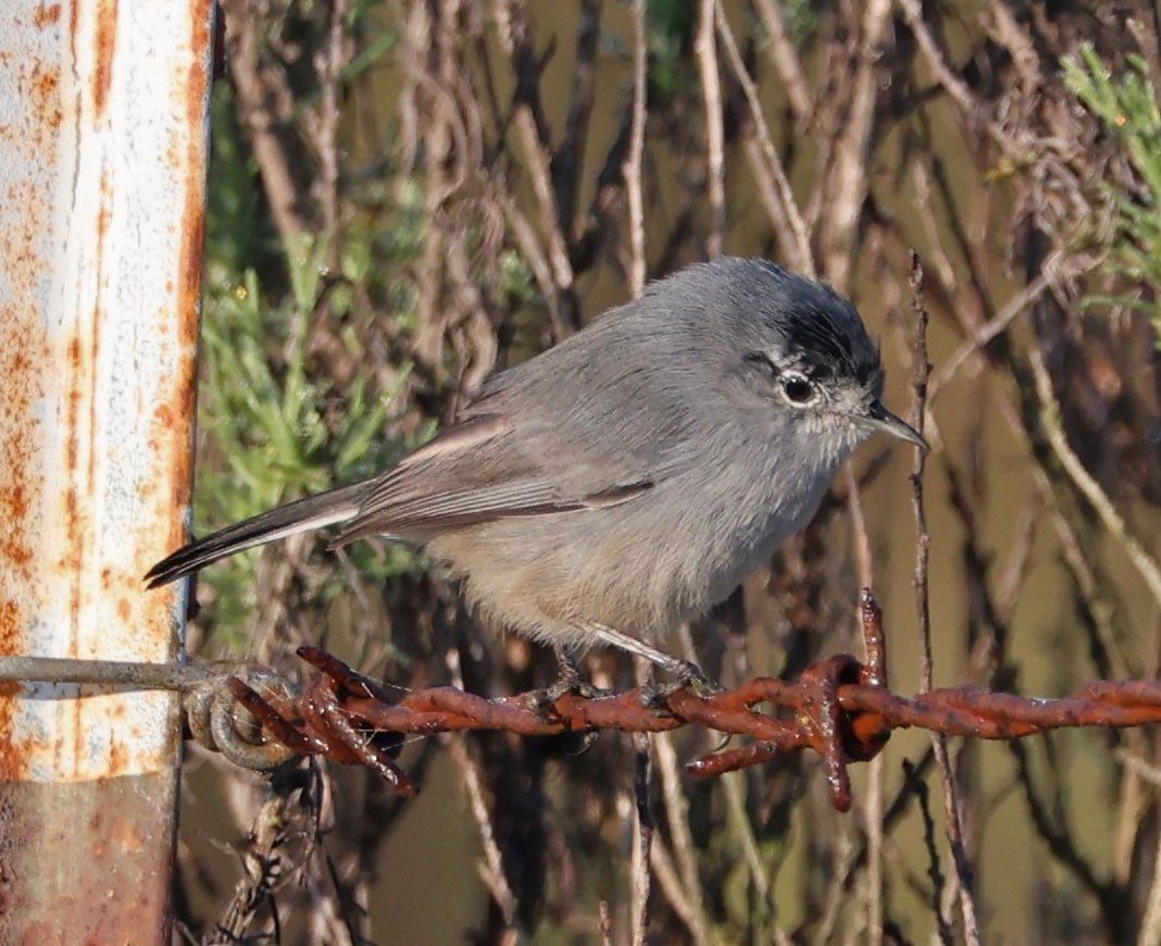 leskot kalifornský - ML646331006