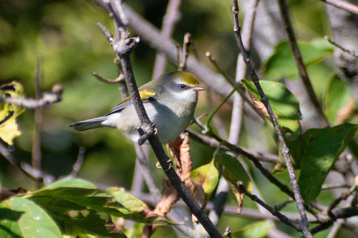 Golden-winged Warbler - ML646331007