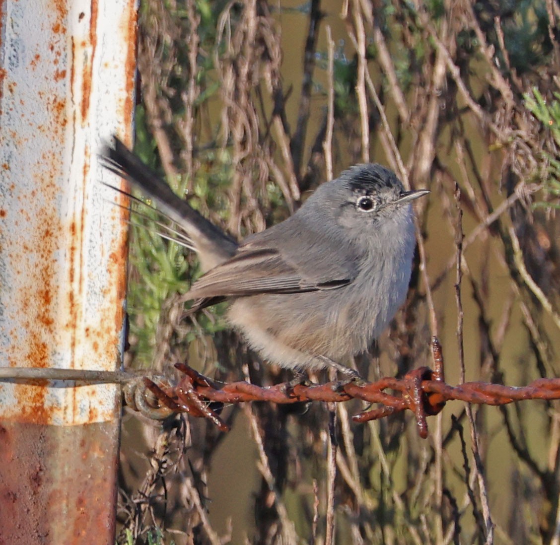 leskot kalifornský - ML646331008