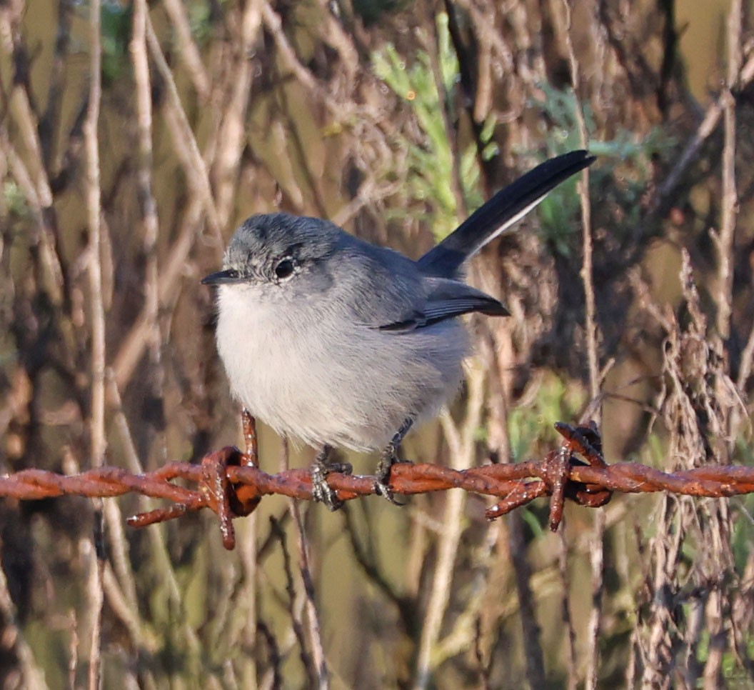 leskot kalifornský - ML646331009