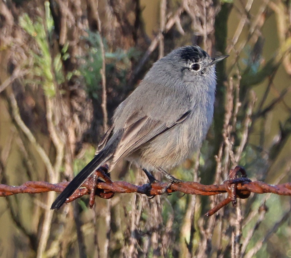 leskot kalifornský - ML646331010