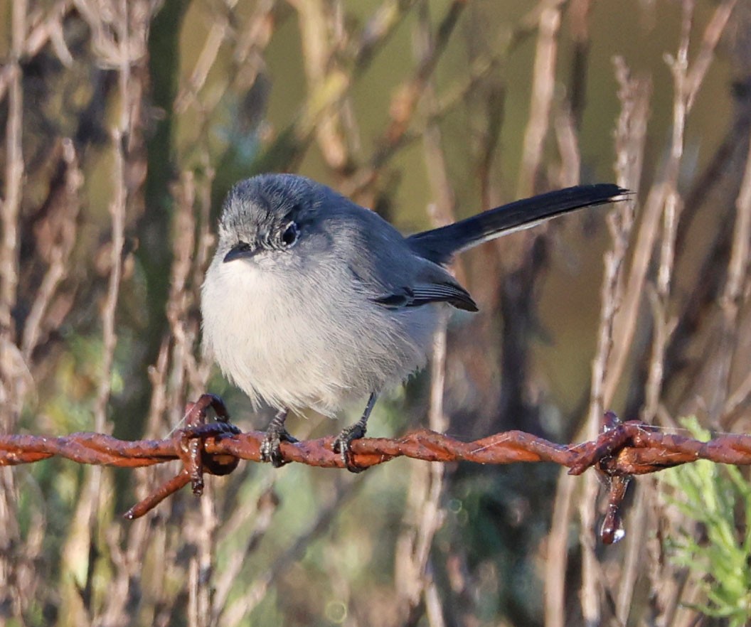 leskot kalifornský - ML646331011