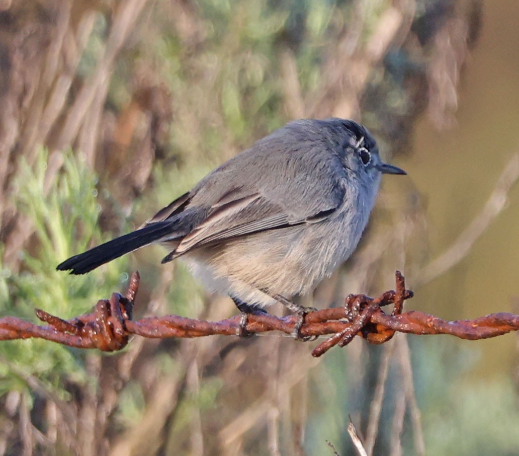 leskot kalifornský - ML646331012