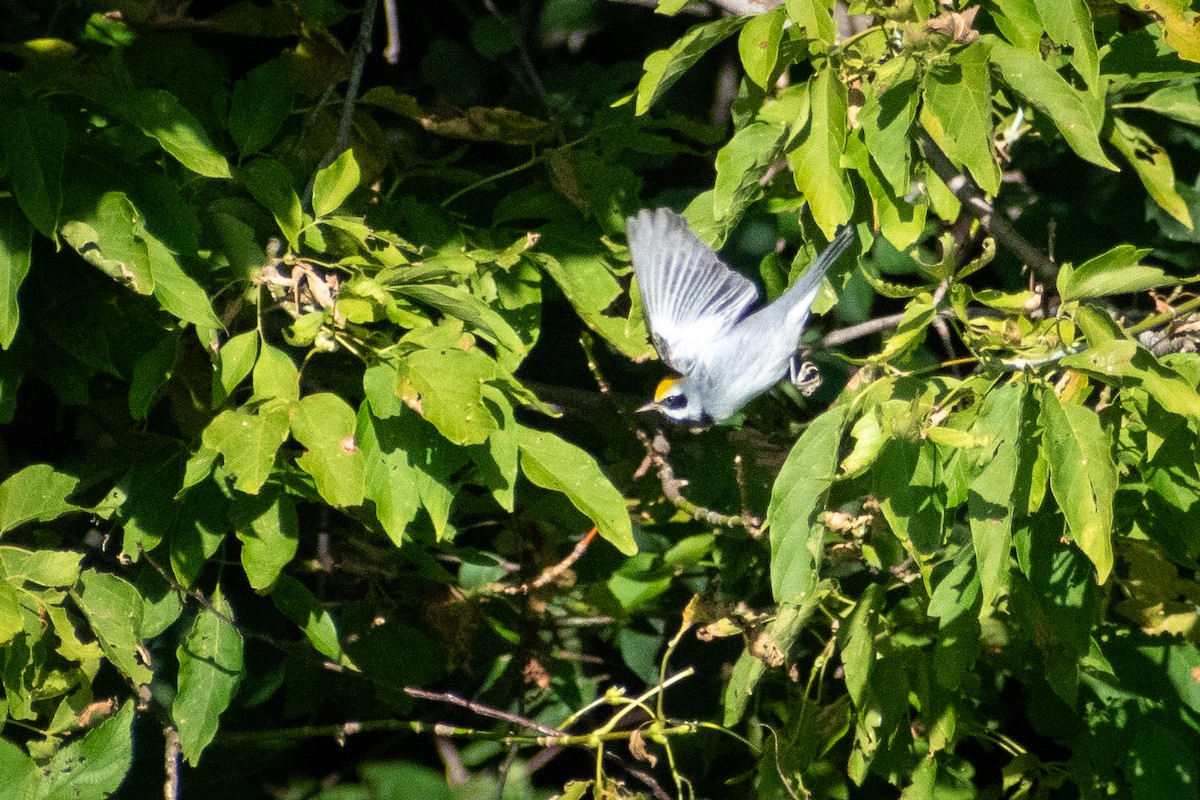 Golden-winged Warbler - ML646331013