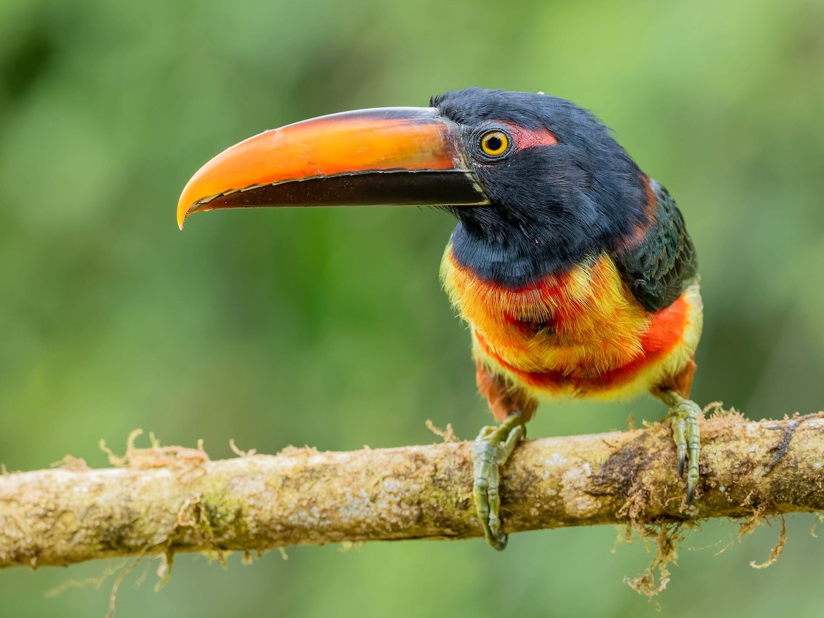 Fiery-billed Aracari - ML646331020