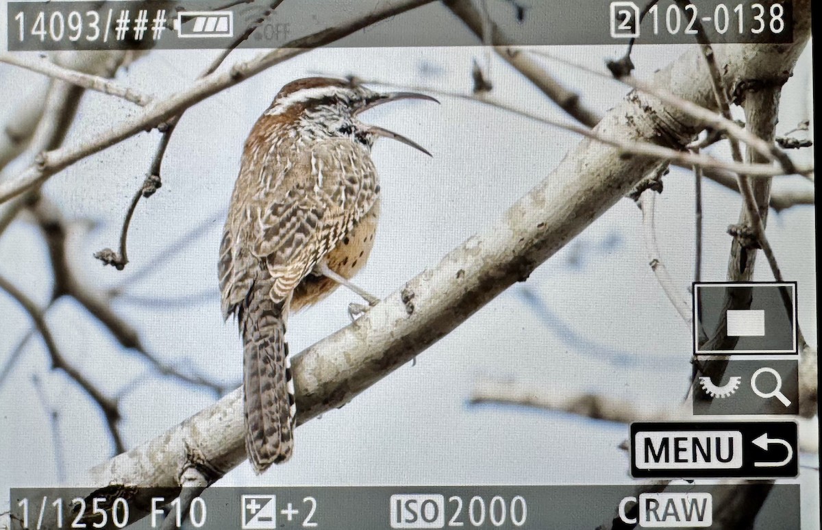 Cactus Wren - ML646331025