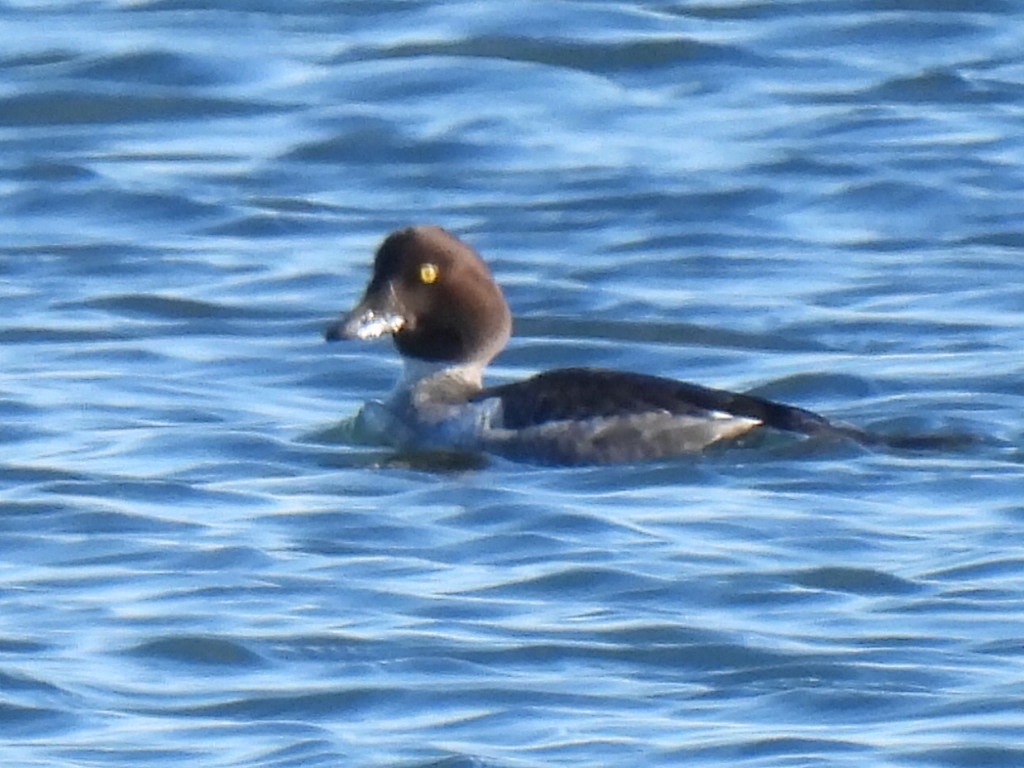 Common Goldeneye - ML646331033