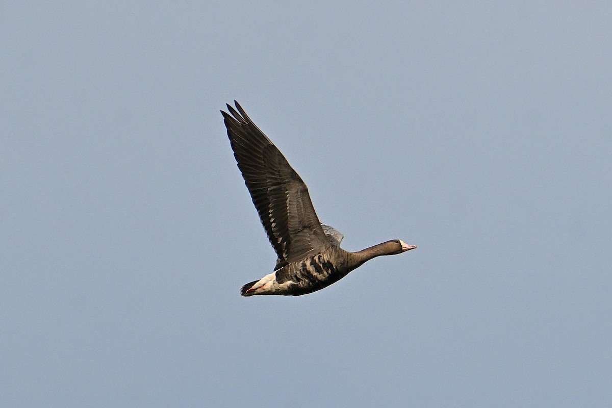 Greater White-fronted Goose - ML646331034