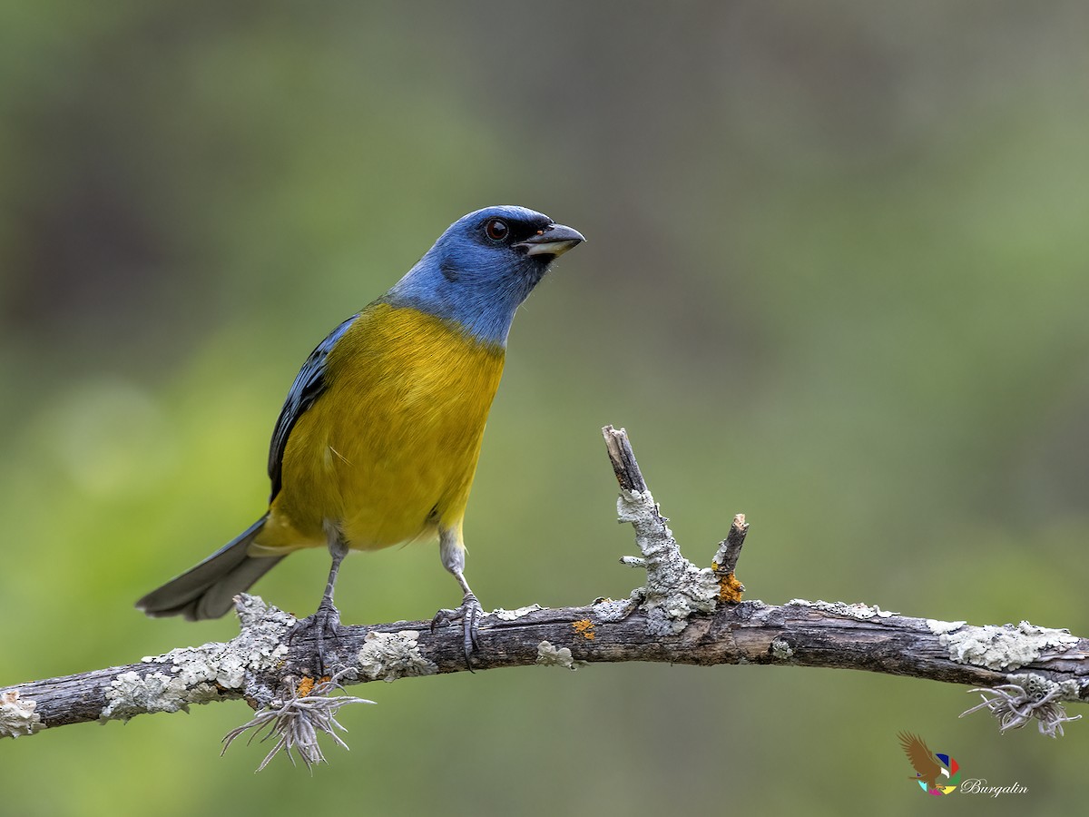 ミナミズアオフウキンチョウ - ML646331035