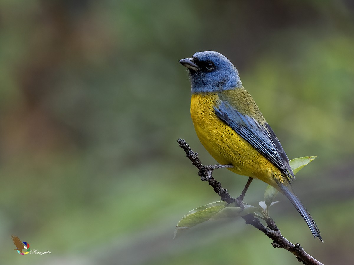 ミナミズアオフウキンチョウ - ML646331036