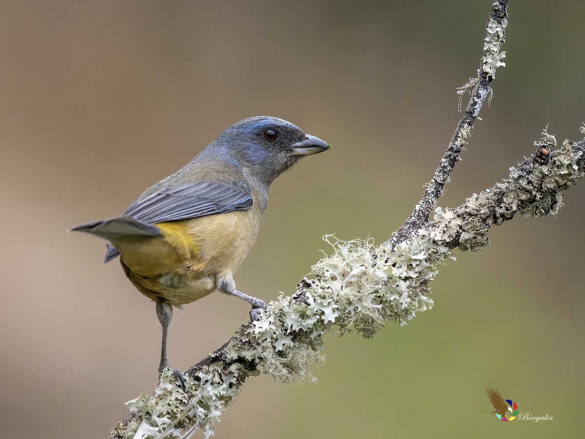 ミナミズアオフウキンチョウ - ML646331037
