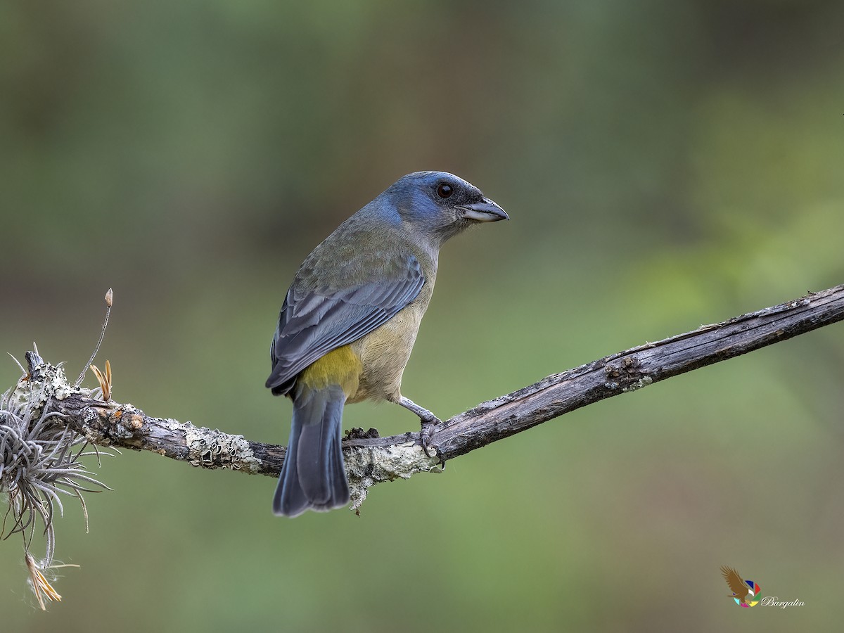 ミナミズアオフウキンチョウ - ML646331038