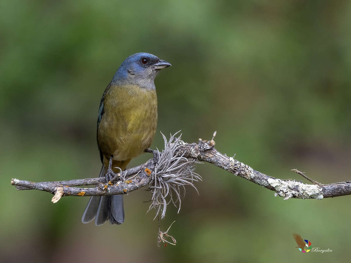 ミナミズアオフウキンチョウ - ML646331039