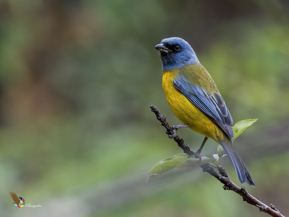 ミナミズアオフウキンチョウ - ML646331040