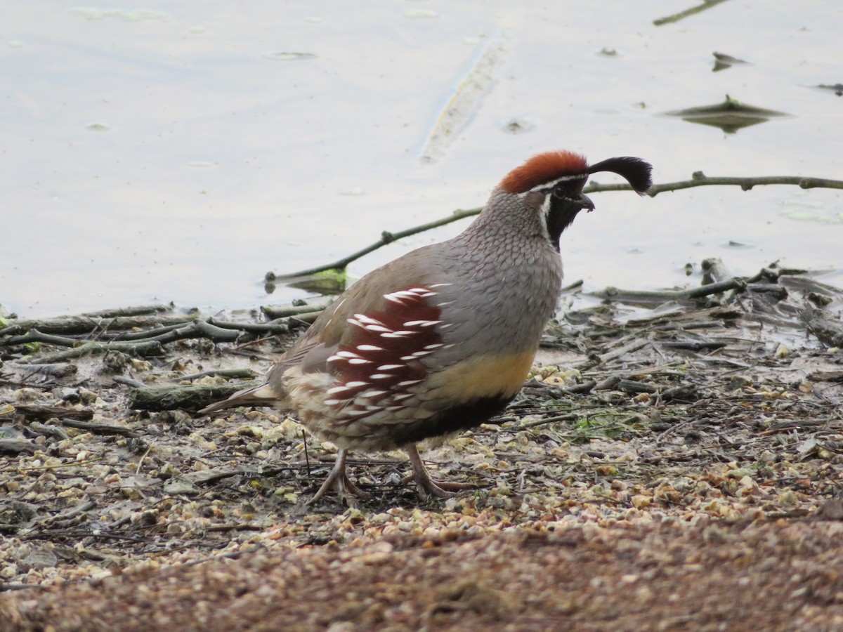 Gambel's Quail - ML646331047