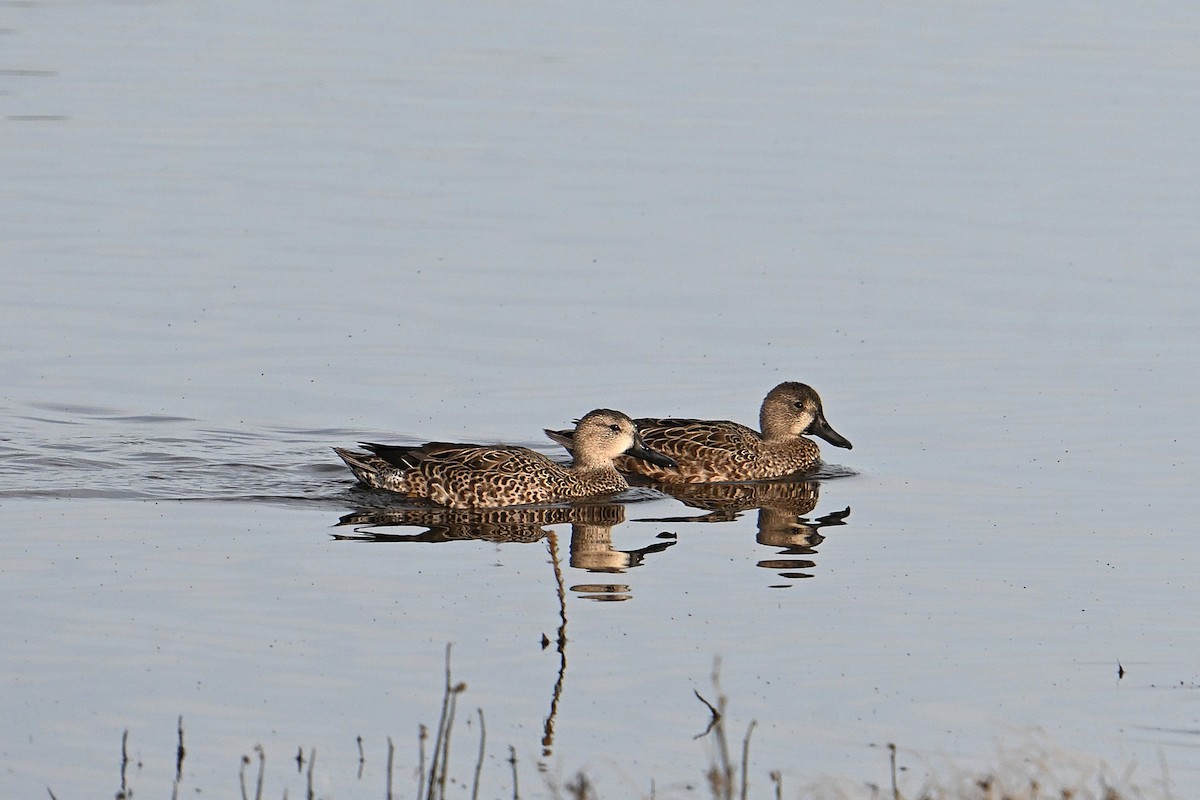 Blauflügelente - ML646331061