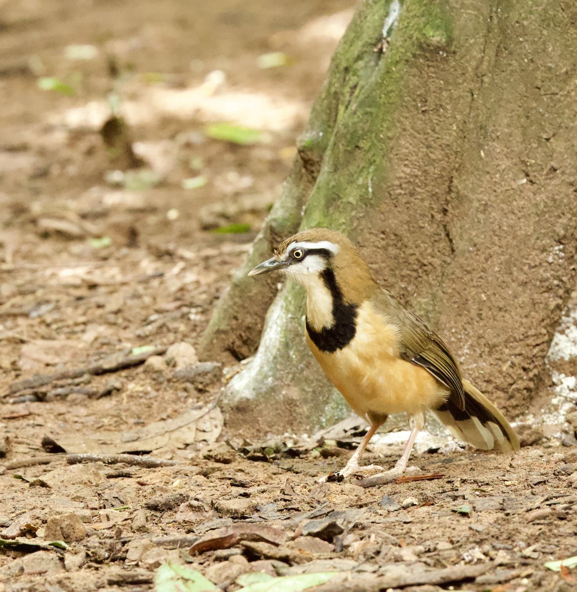 Lesser Necklaced Laughingthrush - ML646331065