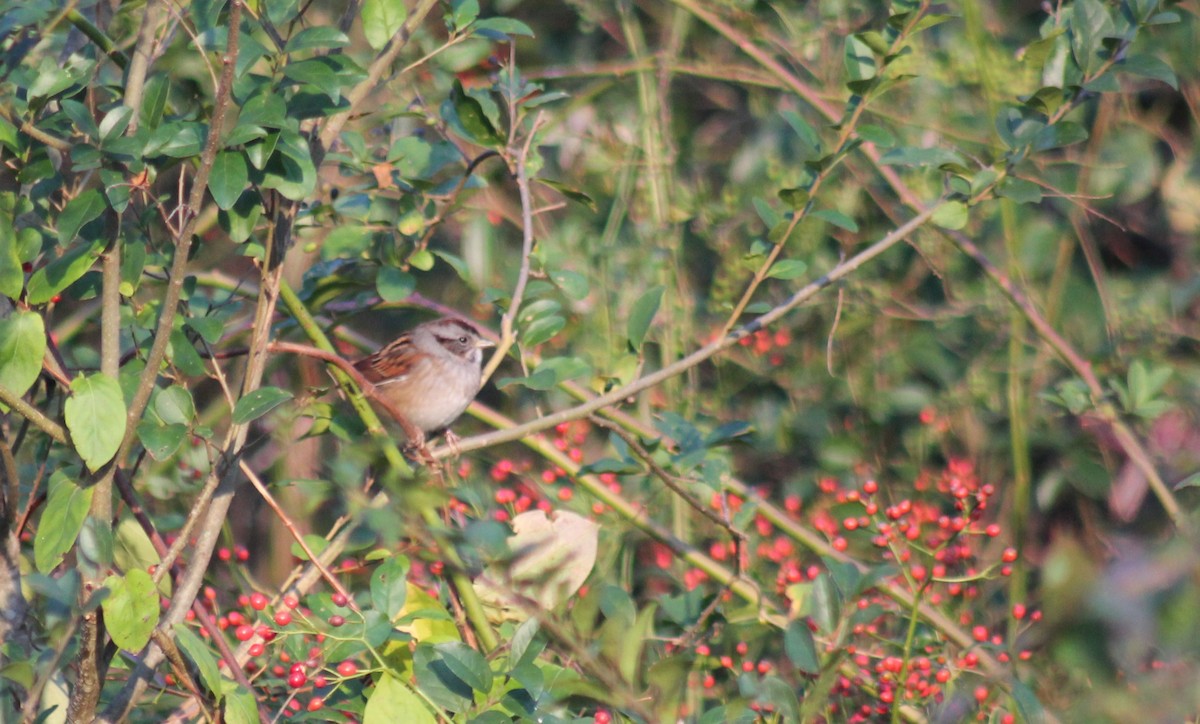 Swamp Sparrow - ML646331069