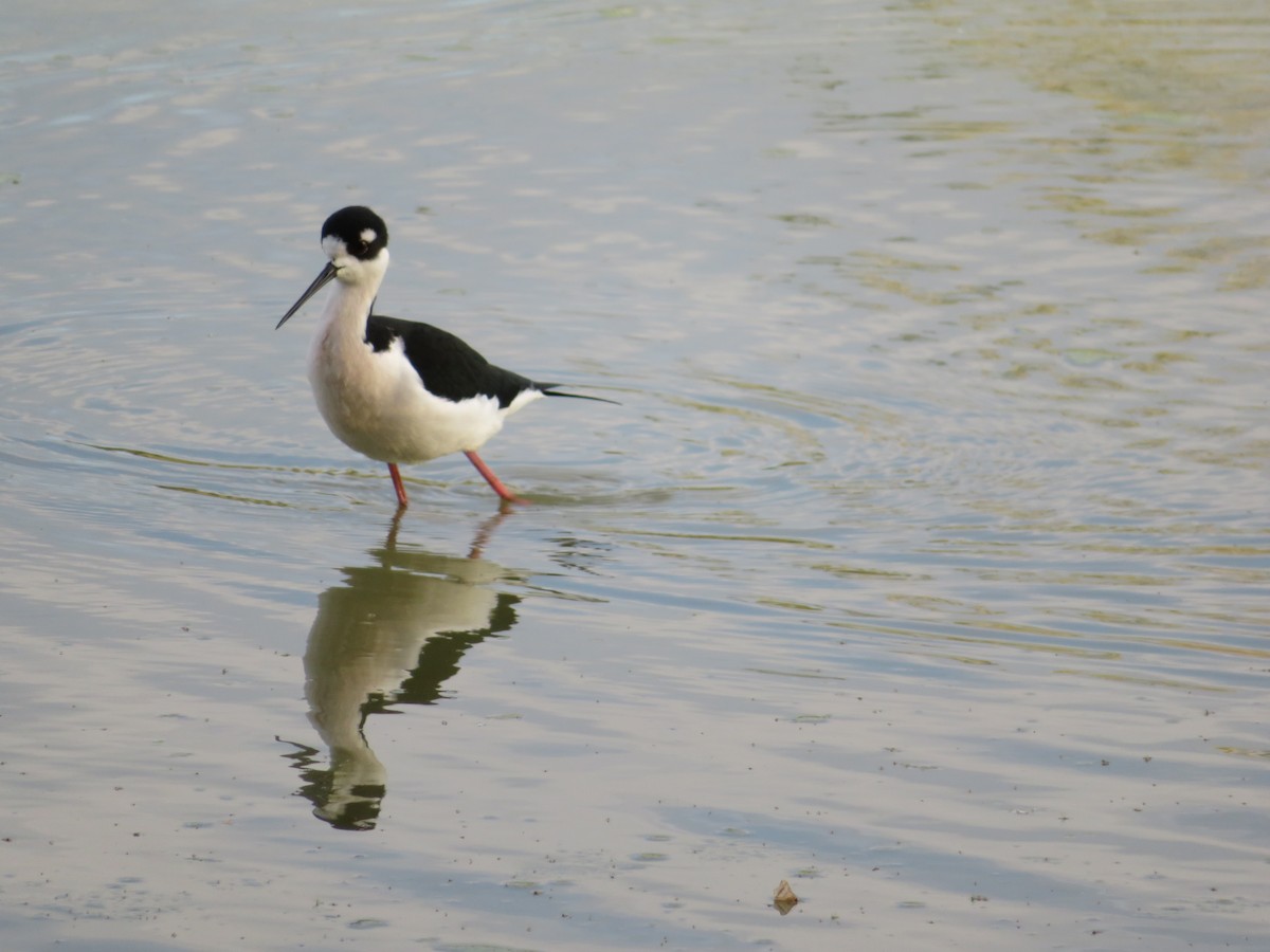 Black-necked Stilt - ML646331079