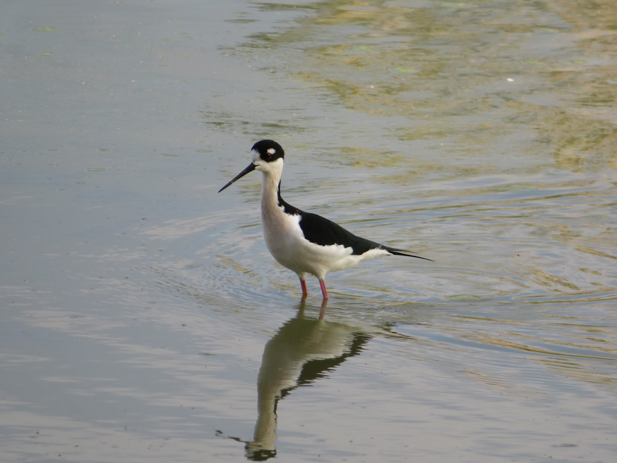 Black-necked Stilt - ML646331080