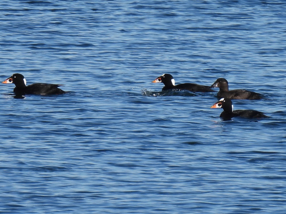 Surf Scoter - ML646331082