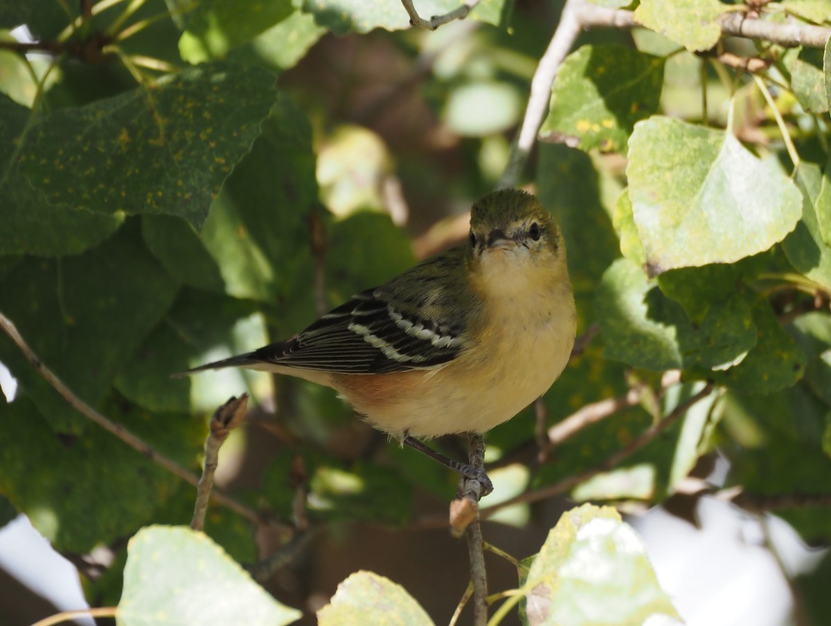 Bay-breasted Warbler - ML646331086