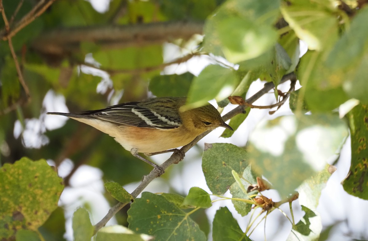 Bay-breasted Warbler - ML646331090