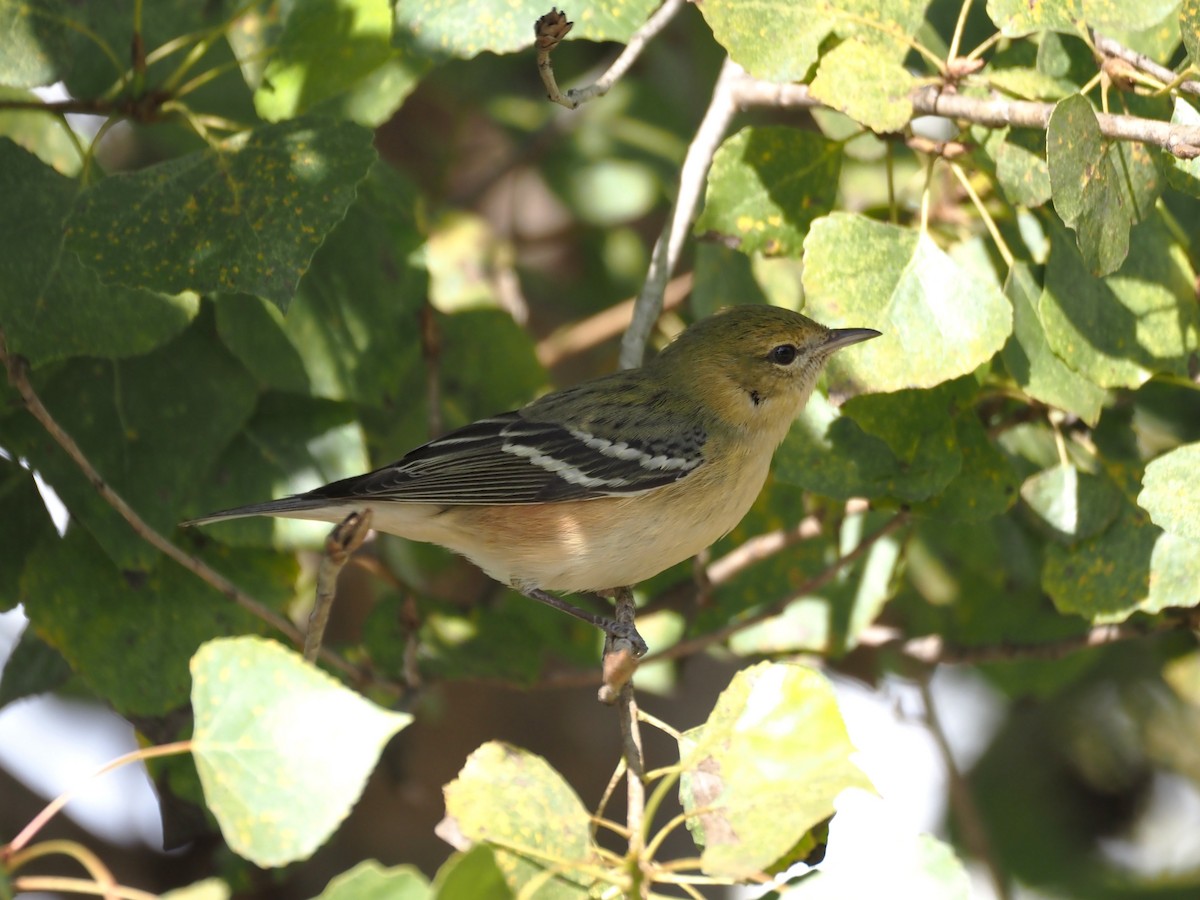 Bay-breasted Warbler - ML646331091