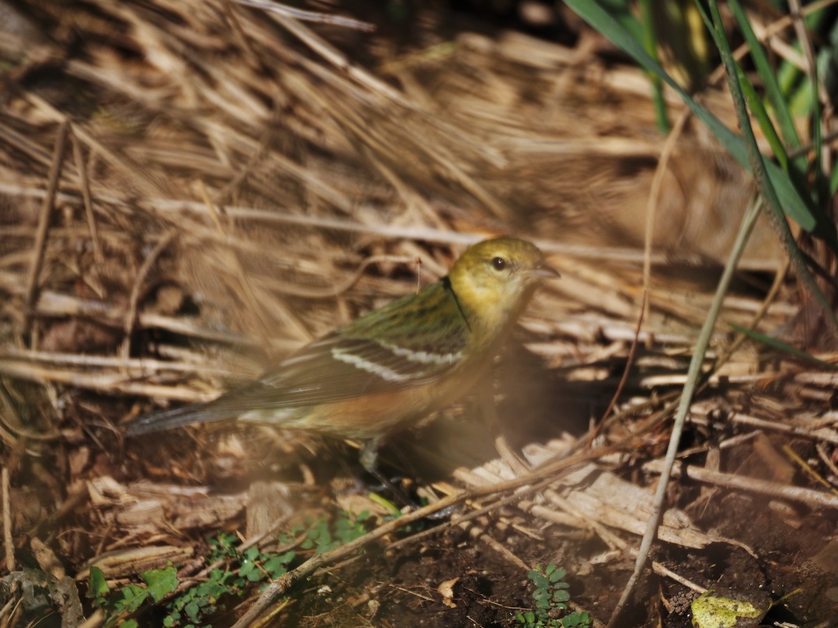 Bay-breasted Warbler - ML646331092