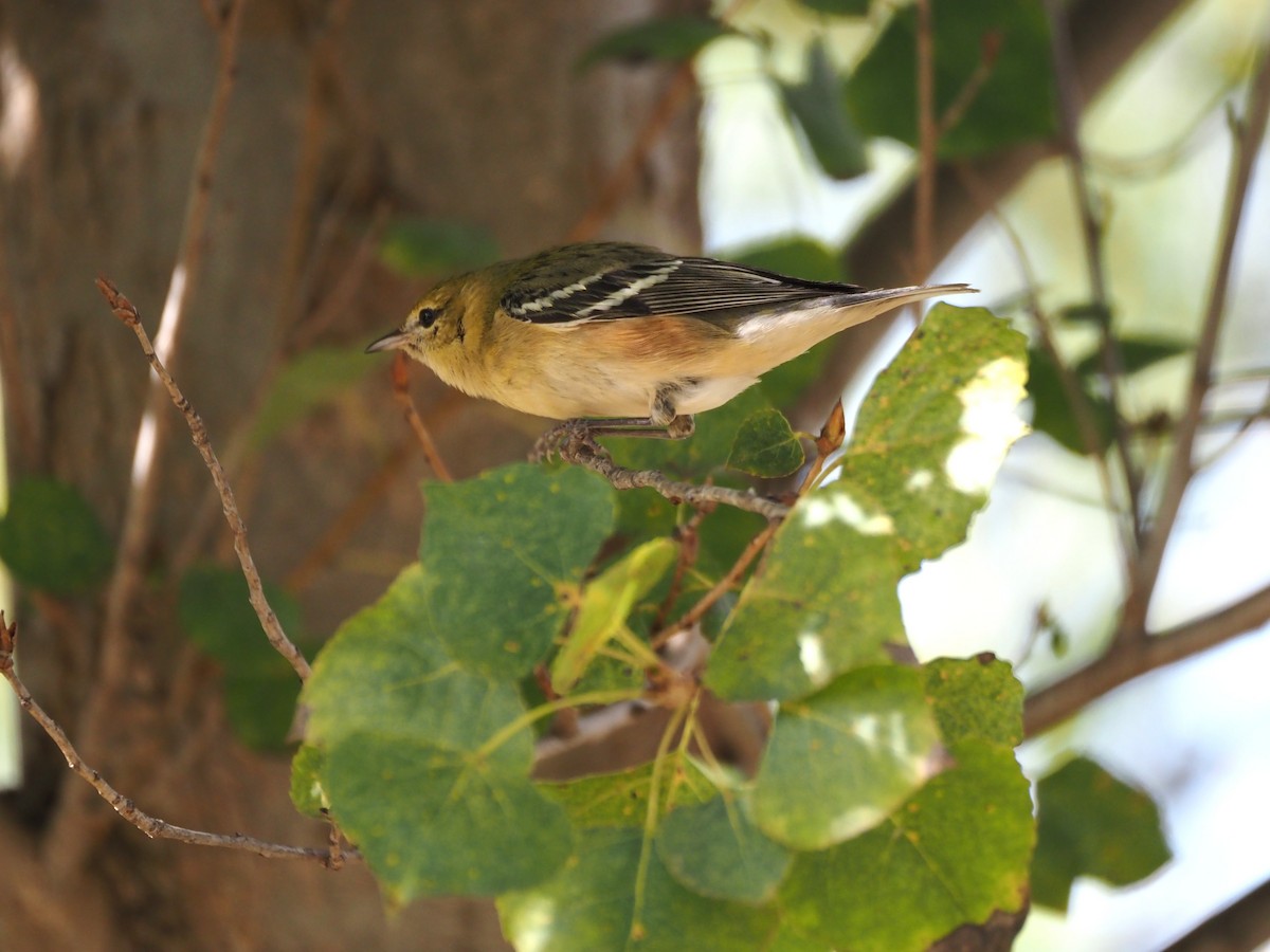 Bay-breasted Warbler - ML646331093