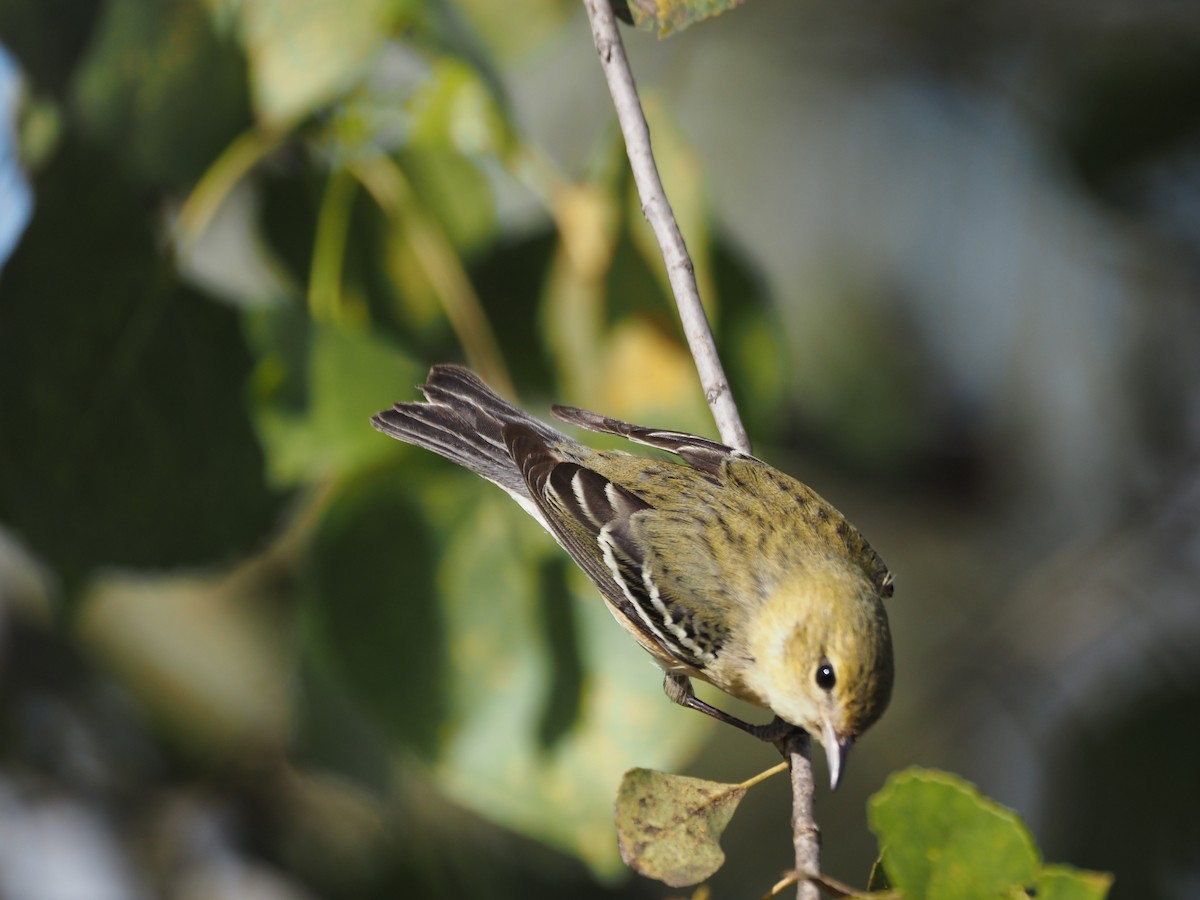 Bay-breasted Warbler - ML646331094