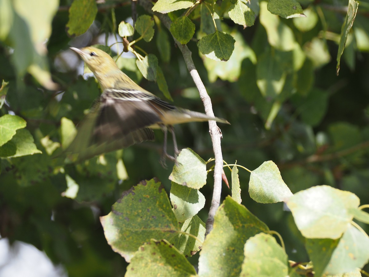 Bay-breasted Warbler - ML646331095