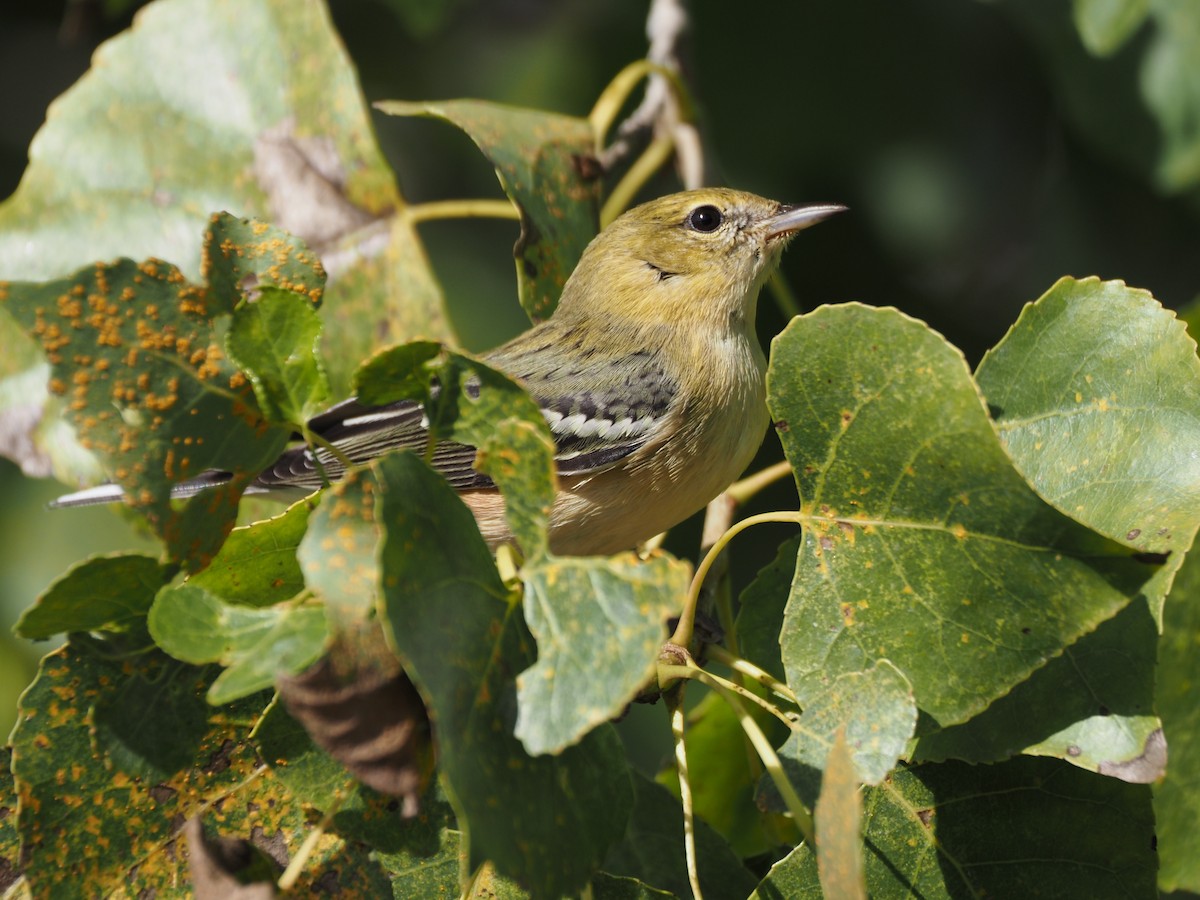 Bay-breasted Warbler - ML646331096