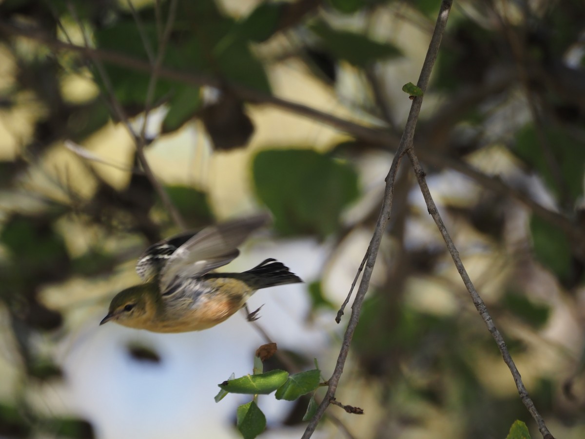 Bay-breasted Warbler - ML646331097