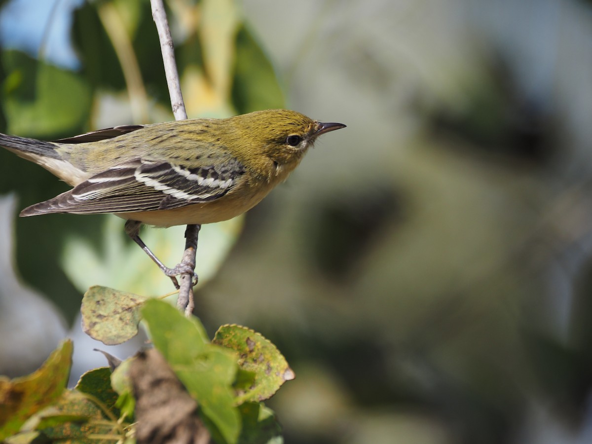 Bay-breasted Warbler - ML646331098