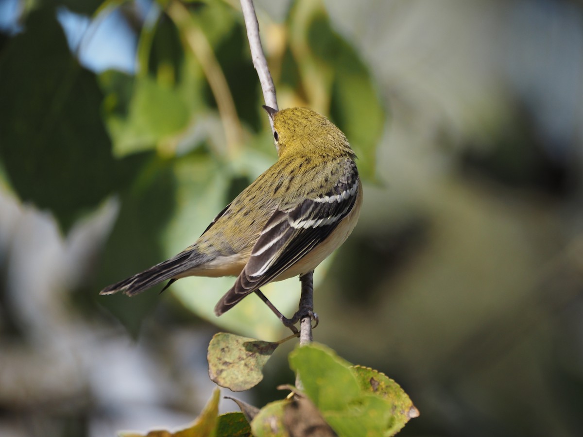 Bay-breasted Warbler - ML646331099