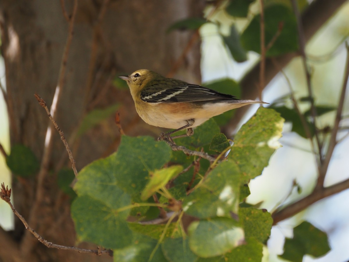 Bay-breasted Warbler - ML646331100